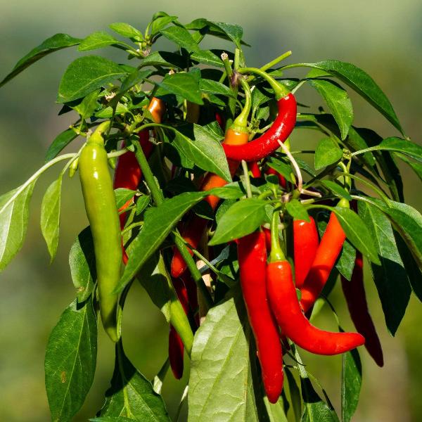 AcquaGarden Chilli 'Hot Fajita'