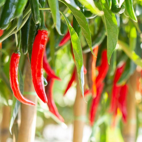 AcquaGarden Chilli 'Hot Fajita'