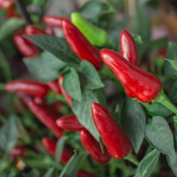 AcquaGarden Chilli 'Prairie Fire'