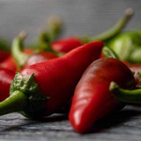 AcquaGarden Plants Chilli 'Hot Burrito'