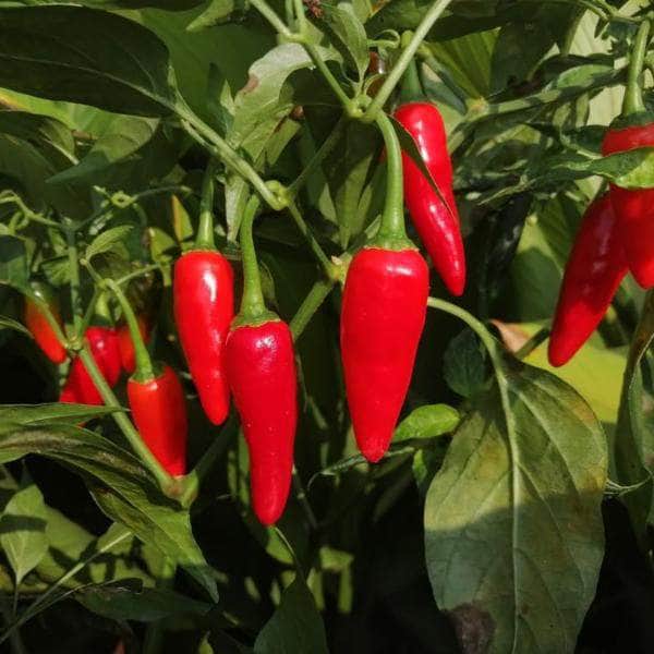 AcquaGarden Plants Chilli 'Hot Burrito'