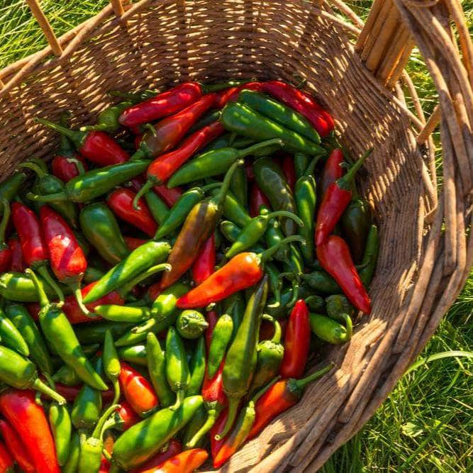 AcquaGarden Plants Chilli 'Hot Burrito'