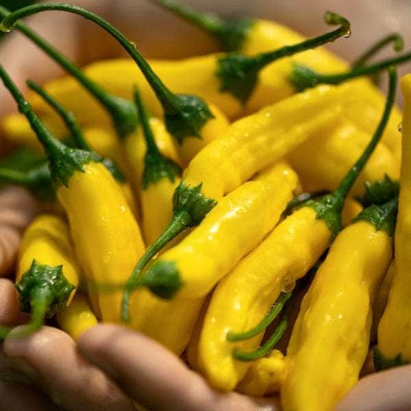 AcquaGarden Plants Chilli 'Hot Lemon'