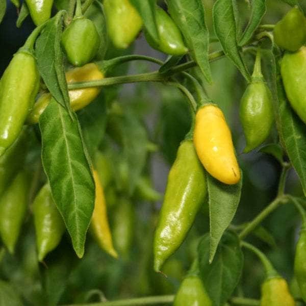 AcquaGarden Plants Chilli 'Hot Lemon'