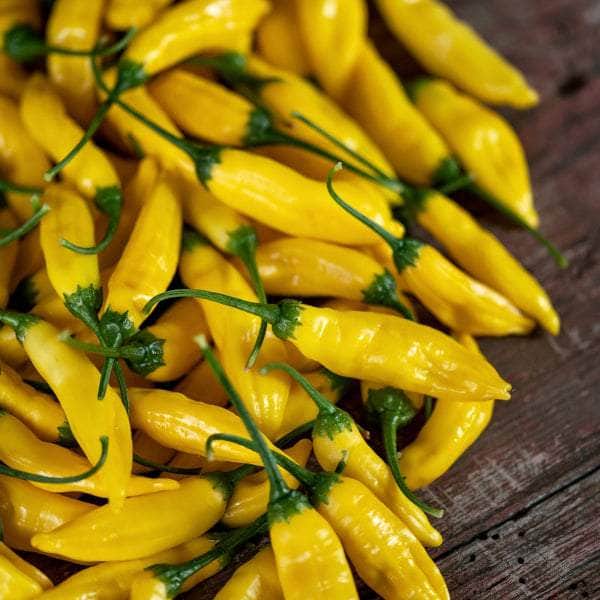 AcquaGarden Plants Chilli 'Hot Lemon'