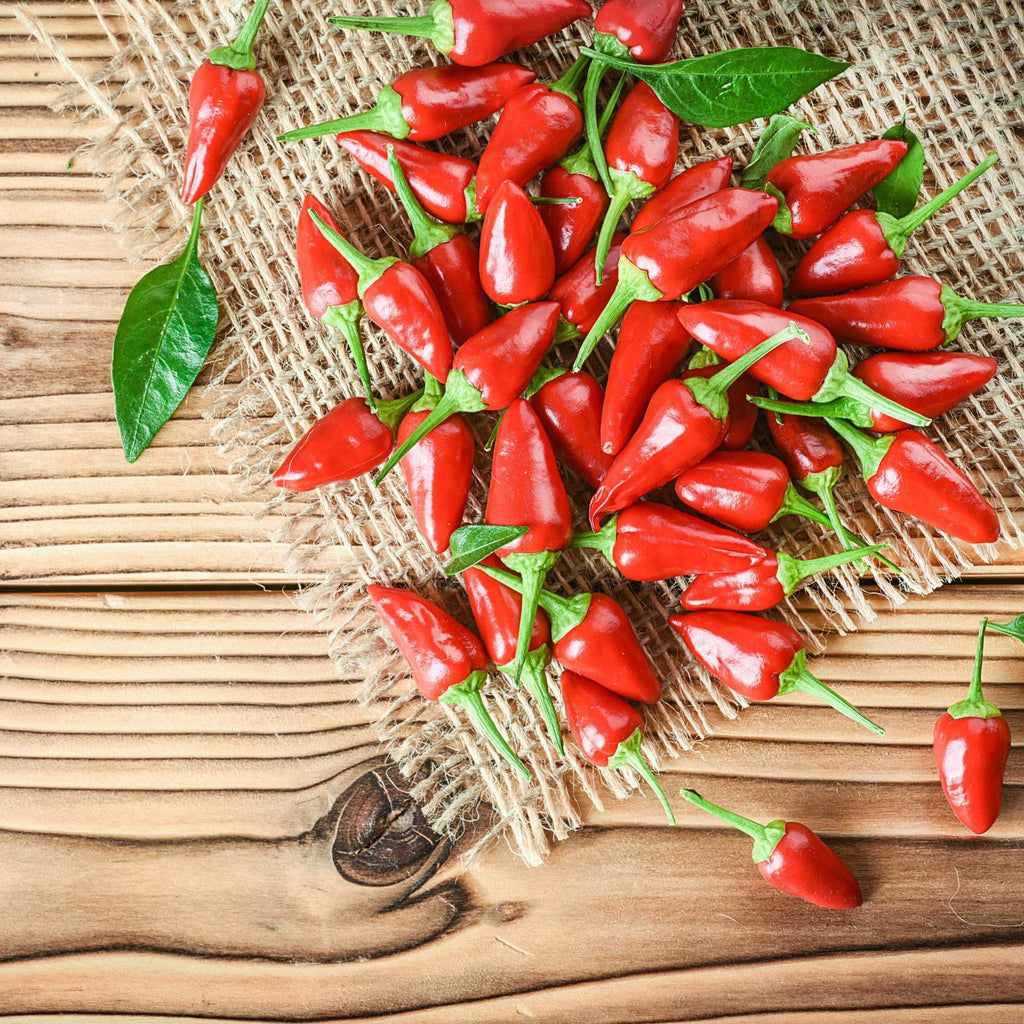 AcquaGarden Plants Chilli 'Hot Thai'